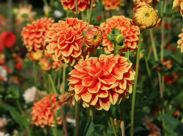 Anticipez votre déménagement sans frais cachés: Guide ultime pour le jour J